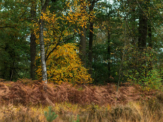 Birch tree with yellow colored leaves in autumn forest.