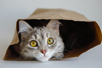 Gray Cat in paper bag.