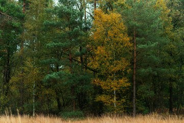 Birch trees with yellow colored foliage between fir trees in autumn woods.
