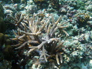 Naklejka na ściany i meble Coral Reef Acropora sp. Location: Kavarati Island, Lakshadweep, India