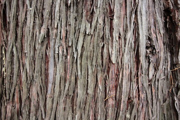 Corteccia di un albero