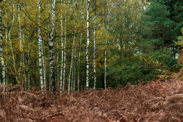 Birch trees with yellow foliage and brown decayed ferns in autumn forest.