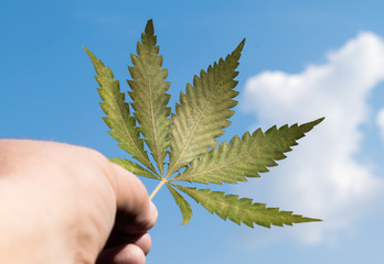 a hemp leaf held in his hand- Cannabis sativa. In the background a beautiful blue sky with clouds.