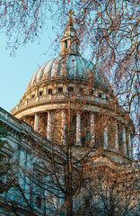 Fototapeta na wymiar St Paul's Cathedral dome behind tree branches in a sunny day