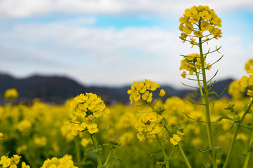 Obraz premium 鴨川市の菜の花畑 千葉県鴨川市 日本