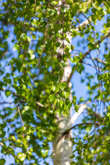 Green birch leaves on a background of blue sky