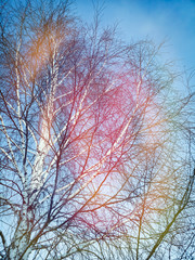 Bare branches of a birch on a background of blue sky