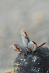 marine mullusc on plastic