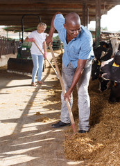 Man farmer  feeds on hay  cow, woman working on background at  farm