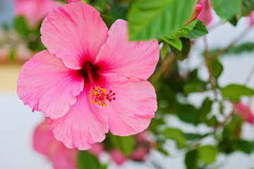 Tender macro shoot of pink hibiscus flowers. Shallow depth of field.