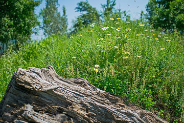 dry wood and beautiful field flowers on a beautiful summer day