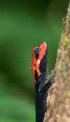 Forest Calotes in breeding color (Calotes rouxi)