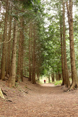 A path through a forest with tall pines and a figure in the distance