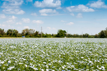 Flaxseed flowers, Linum usitatissimum. A field of flowers.