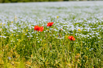 Red poppy flowers on blue flax field