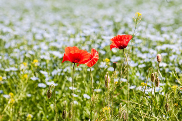 Red poppy flowers on blue flax field