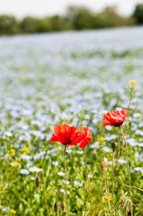 Red poppy flowers on blue flax field