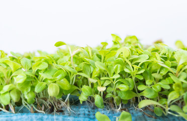 Fototapeta na wymiar microgreen raw green organic food salad leaf