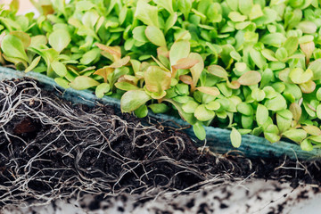 young seedling plants microgreen vegetable