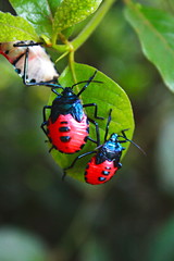Man-faced bug, red and black color on leaf
