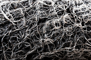 young white roots plants in the earth