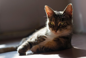 Beauty laying cat in backlight look arrogant