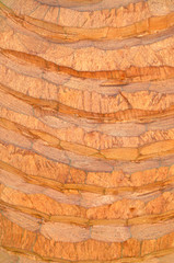 Wood texture