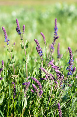 Summer meadow purple flowers landscape. Purple flowers summer field. Summer meadow flowers landscape
