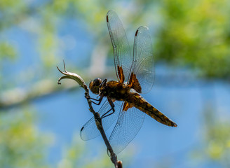 Adult blue dragonfly resting on a branch with wings stretched out. A beautiful background with green vegetation and a blue sky.