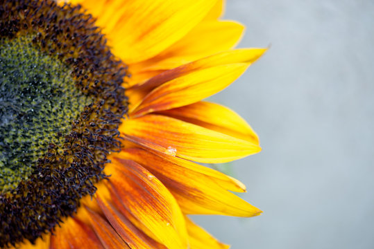 Macro shot of blooming sunflower with copy space