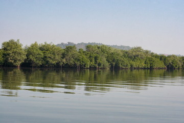 Fototapeta premium Mangrove forest of Dr Salim Ali Bird sanctuary Chorao Goa