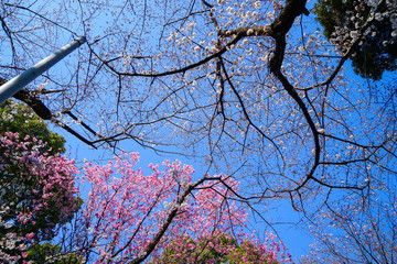 東京都 北区 王子駅付近の桜
