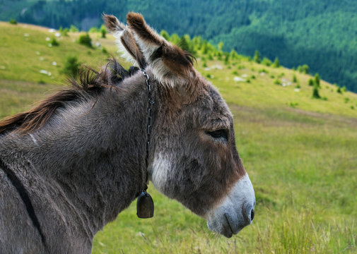 a very beautiful donkey, somewhere in a beautiful mountain landscape