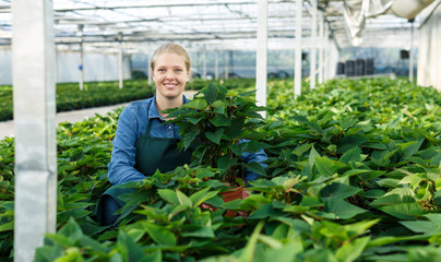 Woman working with poinsettia