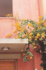 Fototapeta na wymiar fiori gialli su muro color pesca
