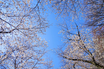 東京都 北区 王子駅付近の桜