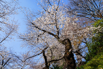 東京都 北区 王子駅付近の桜