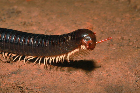 Millipedes, Narceus americanus, are arthropods that have two pairs of legs per segment 