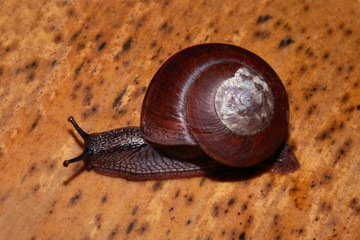 Forest Snail, Monachoides incarnatus, is a species of air-breathing land snail