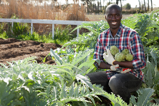 Gardener with harvested artichokes