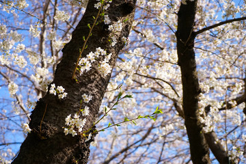 東京都 北区 王子駅付近の桜