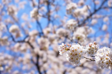 東京都 北区 王子駅付近の桜