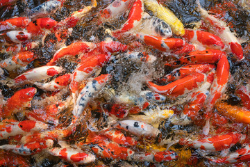 Colorful Fancy Carps or Koi fish swimming in pond for background