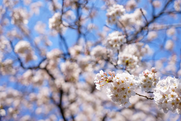 Obraz premium 東京都 北区 王子駅付近の桜