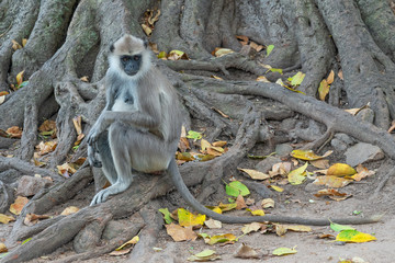 Monkey sitting on the tree roots in jungle, Sri Lanka