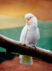 Goffin's cockatoo. They have a white color with a delicate shade of red. In the wild, Goffin...
