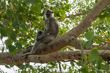 Monkey sitting on the tree in jungle, Sri Lanka