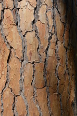  tree bark background relief texture