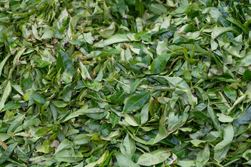 Tea fresh green leafs, Sri Lanka, Nuwara Eliya