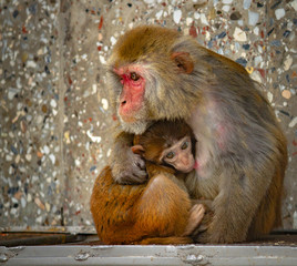 cute mom monkey breastfeeds baby monkey